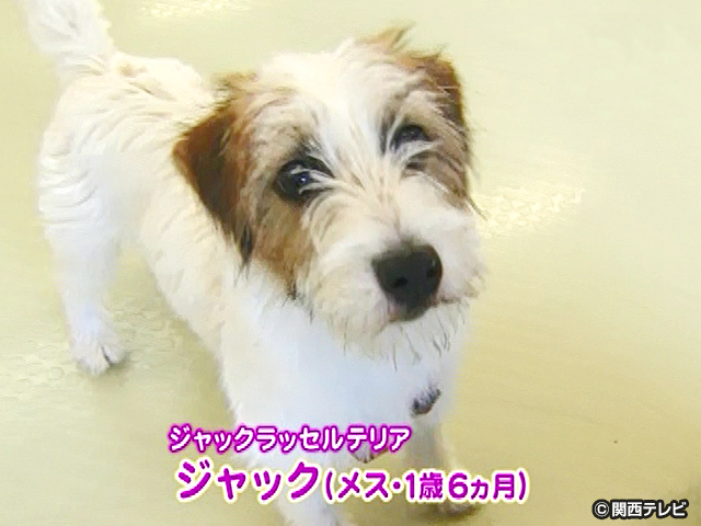 【会員無料】きょうのおともだちは？/技の練習にはげむ犬3匹