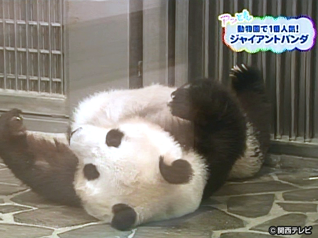 【会員無料】きょうのおともだちは？/ジャイアントパンダ