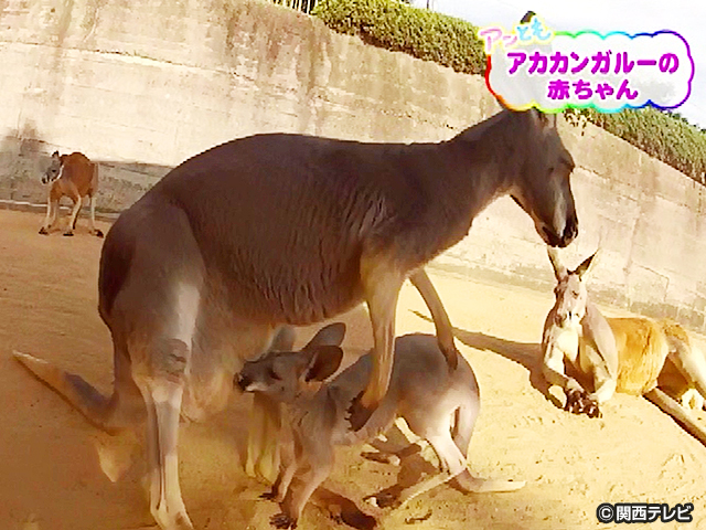 【会員無料】きょうのおともだちは？/アカカンガルーの赤ちゃん