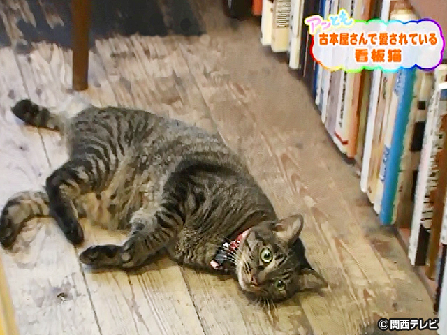 カンテレドーガ 関西テレビの人気番組が見られる動画配信サービス