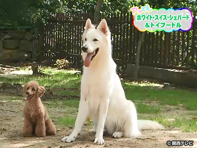 【会員無料】きょうのおともだちは？/仲良しコンビの犬
