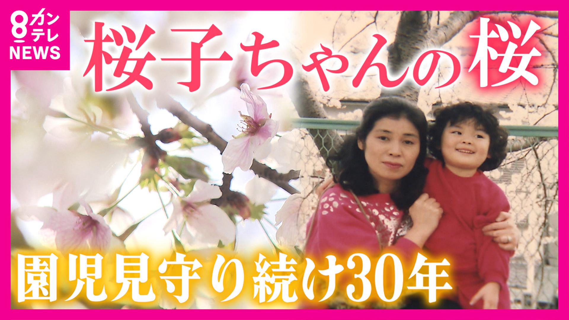 newsランナー　園児を見守り続けて30年 阪神淡路大震災で犠牲となった桜子ちゃんの生きた証 いくつもの偶然が重なった“縁” 桜を通して震災の記憶を次世代に受け継ぐ　2025/04/17放送分