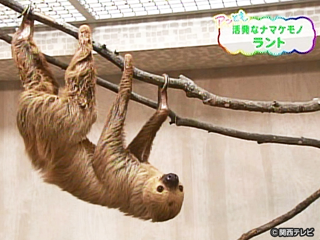 【会員無料】きょうのおともだちは？/フタユビナマケモノ