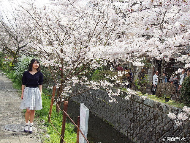 横山由依（AKB48）がはんなり巡る　京都 いろどり日記/第３４回 桜満開の京都　哲学の道を歩きながら思うこと