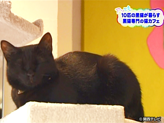 【会員無料】きょうのおともだちは？/黒ネコ