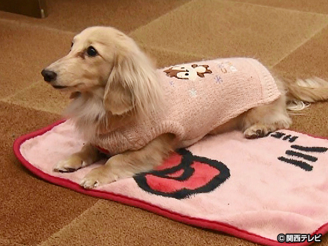 【会員無料】きょうのおともだちは？/おはよう、おやすみが上手な犬