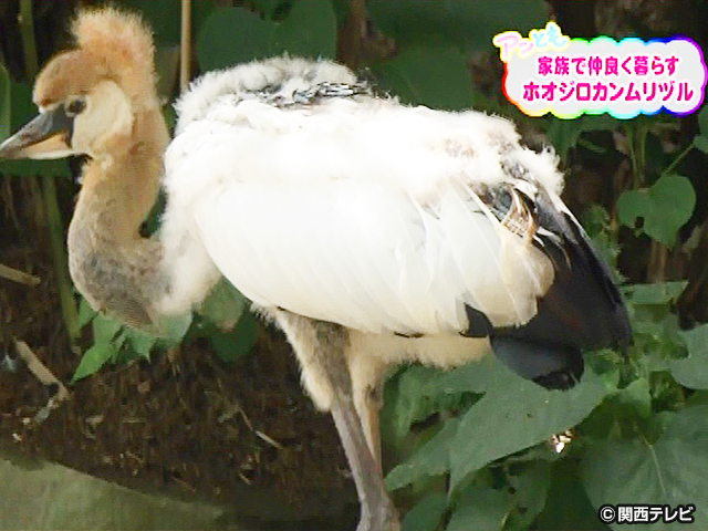 【会員無料】きょうのおともだちは？/ホオジロカンムリヅルの赤ちゃん