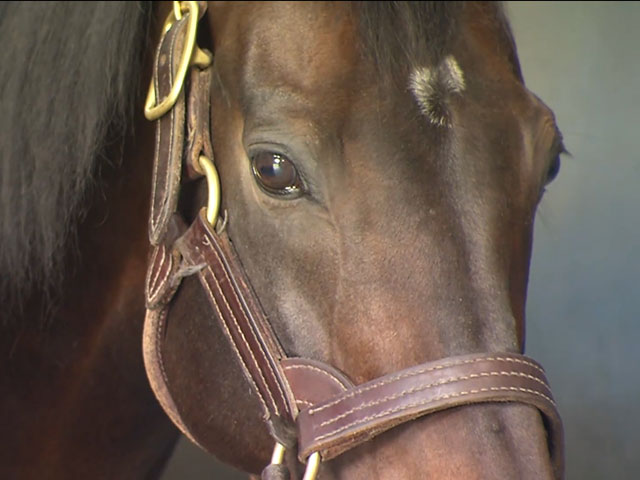 ディープインパクト　日本近代競馬の結晶