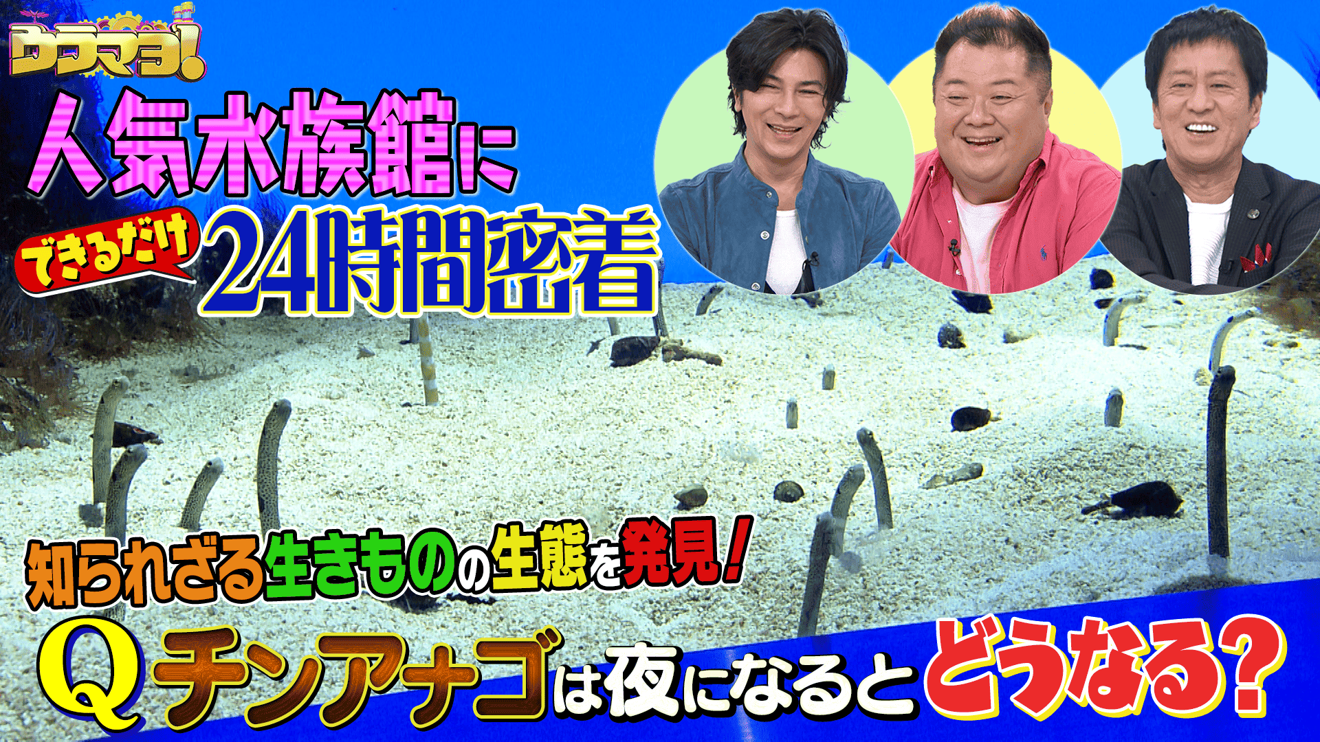 ウラマヨ！#720　人気スポットの裏側！できるだけ密着24時！！　2024/10/26放送分