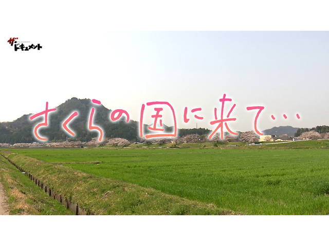 さくらの国に来て…