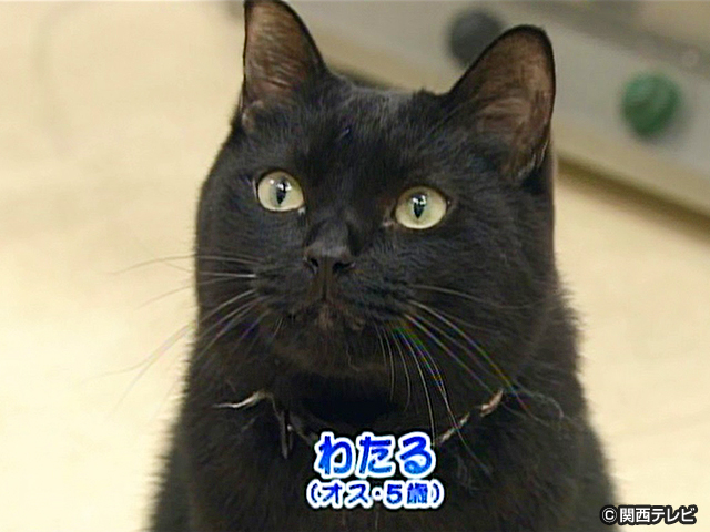 【会員無料】きょうのおともだちは？/ネコ